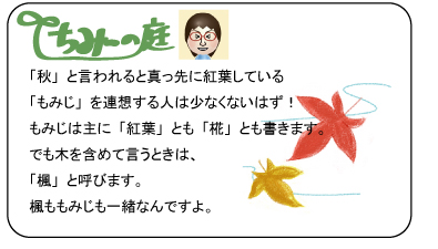 ちみーの庭　「秋」と言われると真っ先に紅葉している「もみじ」を連想する人は少ないないはず！もみじは主に「紅葉」とも「椛」とも書きます。でも木を含めて言うときは、「楓」と呼びます。楓ももみじも一緒なんですよ。