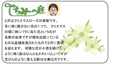 ちみーの庭　クリスマスツリーとは、クリスマスのために飾り付けられた木のことで「知恵の木」とも。クリスマスツリーに使われるのは常緑の針葉樹で冬の間も緑を保つため強い生命力の象徴とされています。日本では主にモミの木が使われます。モミの木のてっぺんに星を飾ったり周りにろうそくやベルの飾りをつけたり。最近は全体が光る小さなクリスマスツリーなどもあり楽しい気分になりますね！(*^^*)