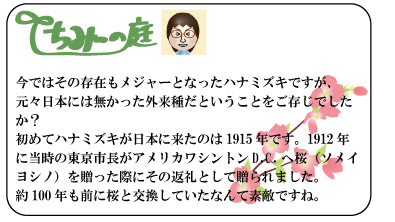 ちみーの庭　今ではその存在もメジャーとなったハナミズキですが、元々日本には無かった外来種だということをご存じでしたか？初めてハナミズキが日本に来たのは1915年です。1912年に当時の東京市長がアメリカワシントンD.C.へ桜（ソメイヨシノ）を贈った際にその返礼として贈られました。約100年も前に桜と交換していたなんて素敵ですね。