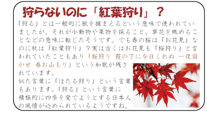 狩らないのに「紅葉狩り」？　「狩る」とは一般的に獣を捕まえるという意味で使われていましたが、それが小動物や果物を採ること、草花を眺めることなどの意味に転じたそうです。でも春の桜は「お花見」なのに秋は「紅葉狩り」？実は古くはお花見も「桜狩り」と言われていたこともあり「桜狩り 霞の下に今日くれぬ 一夜宿かせ 春お山もり」という和歌が残されています。似た言葉に「ほたる狩り」という言葉もあります。「狩る」という言葉に積極的に四季を愛でようとする日本人の風情が込められているようですね。