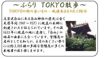 ふらり　ＴＯＫＹＯ散歩　文京区白山にある白山神社の歴史は古く天暦年間（947～957）に現在の本郷に創建されたと伝えられています。その後1655年に現在の地に遷座し、「白山」の地名の由来にもなっています。紫陽花の名所としても知られ、６月のあじさい祭りには約3,000株の多様な紫陽花が多くの来場者の目を楽しませます。